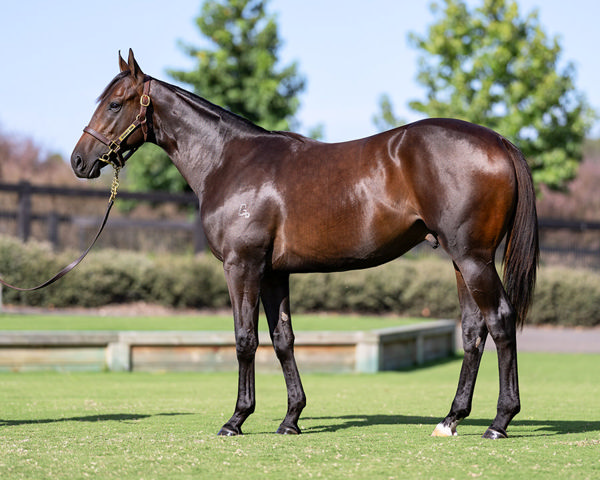 Best Of The Best Was Secured For $500,000 From Silverdale Farm's Inglis Easter Draft