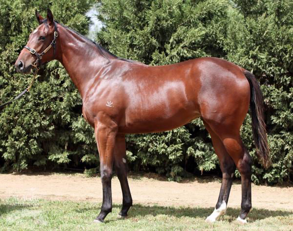 Better Get Set an $85,000 Magic Millions March yearling
