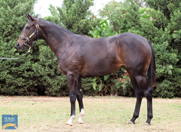 Better Winsome a $70,000 Magic Millions March yearling