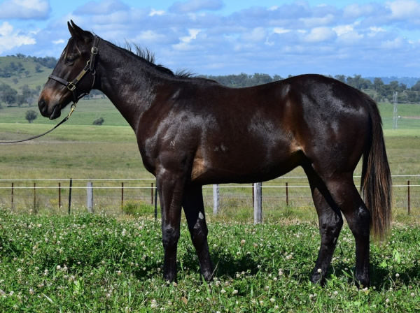Big Brute made $11,000 in Inglis digital - a diamond in the rough! - click to see his sale page.