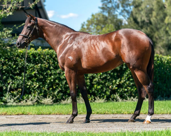 Birdonawing was a $475,000 Inglis Easter purchase.