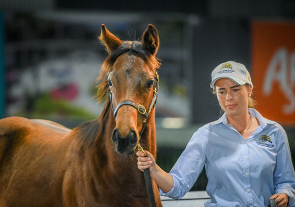 First Season Highlights at Magic Millions Weanling Sale