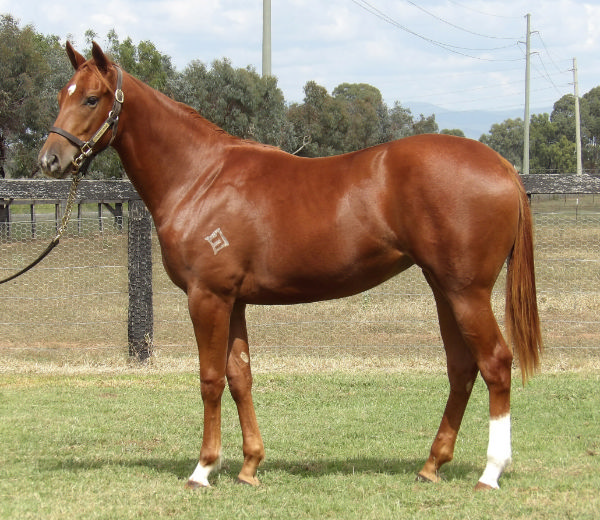 Lot 274 - Bivouac filly from Seewhatshebrings.
