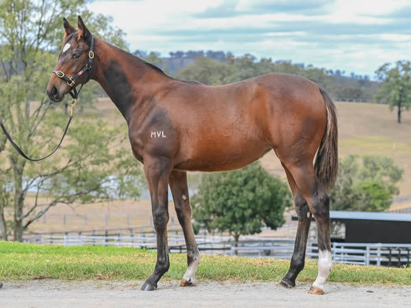 $130,000 Bivouac filly from Sherbet Bomb