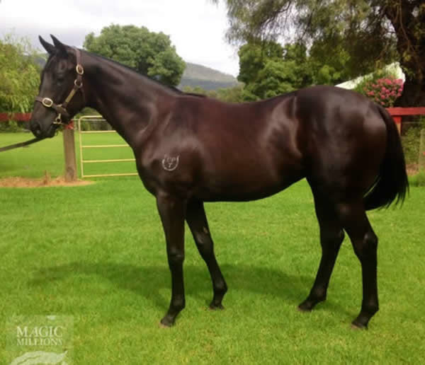 Black on Gold as a yearling.