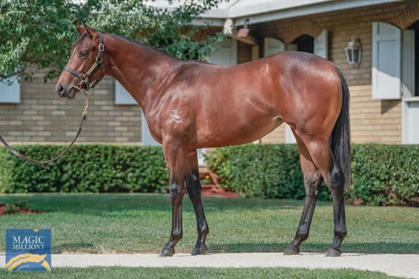 Bleriot a $160,000 Magic Millions Yearling
