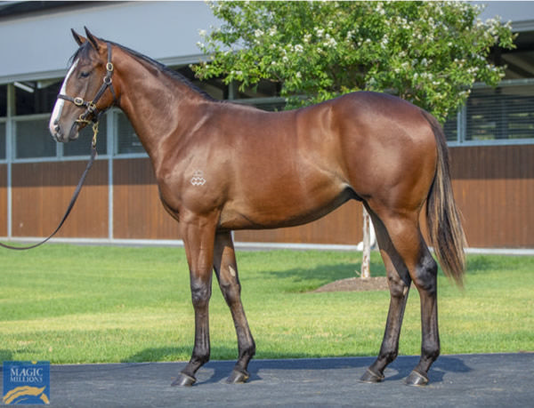 Blitzburg was a $500,000 Magic Millions purchase from Arrowfield.