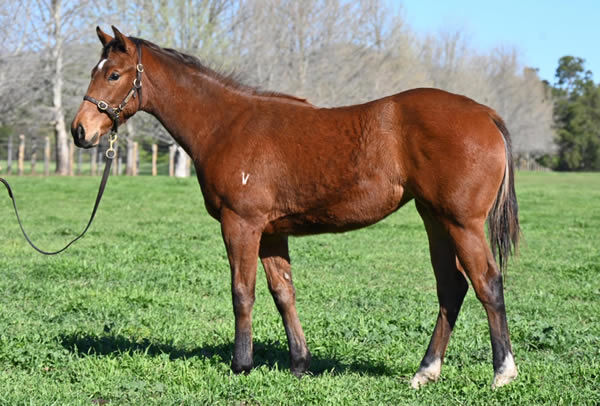 Blitzwater was a savvy purchase through Inglis Digital.