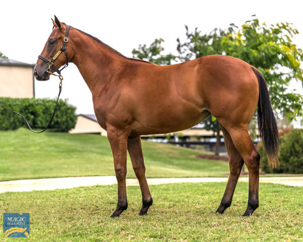 Blonde Venture a $200,000 MM Gold Coast yearling