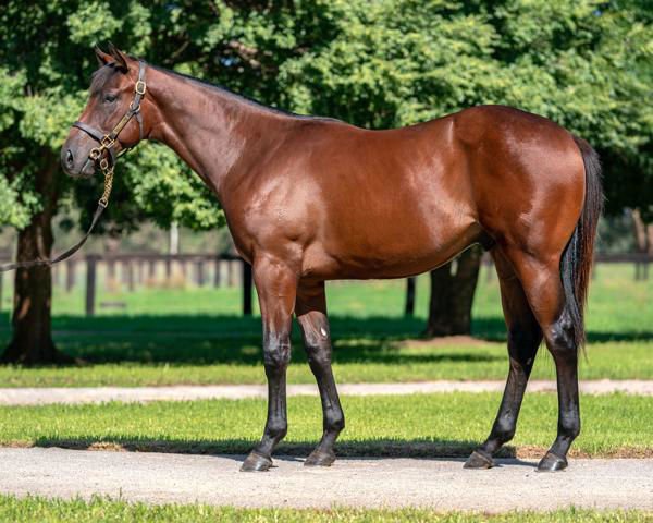 Blue Army a $220,000 Inglis Premier yearling