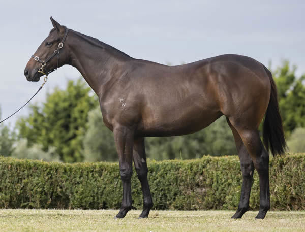 $110,000 Blue Point (IRE) filly from Attracted.