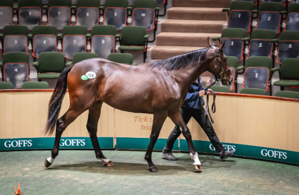 850,000 euro Blue Point filly from Bloomfield - image Goffs