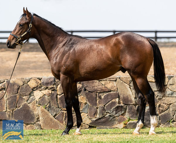 Twin Hills will offer a half-brother to Belieber by first crop stallion Bobby's Kitten at the Magic Millions