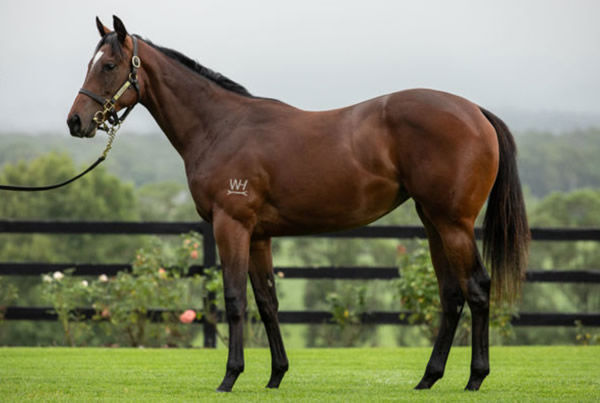 Bohemian Daisy was bred and sold by Tyreel Stud.