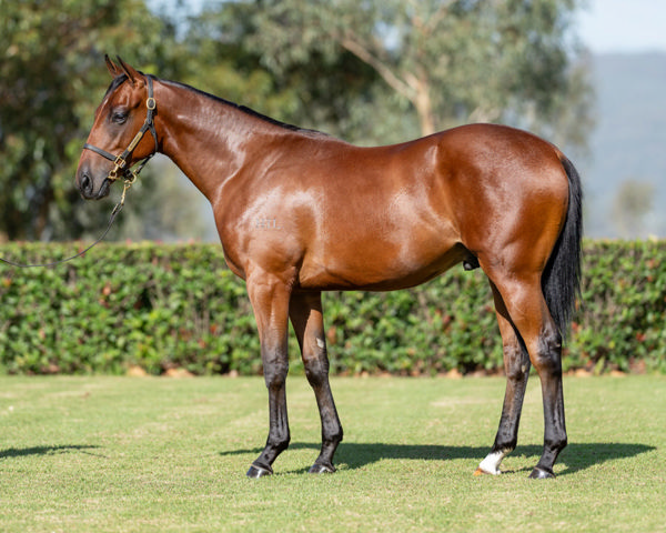 Bohemian Rhapsody was a $200,000 Inglis Classic purchase from Sledmere Stud. 