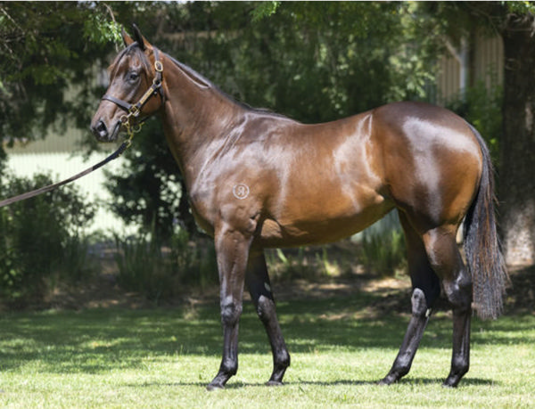 Bold Bastille a $270,000 Inglis Premier yearling