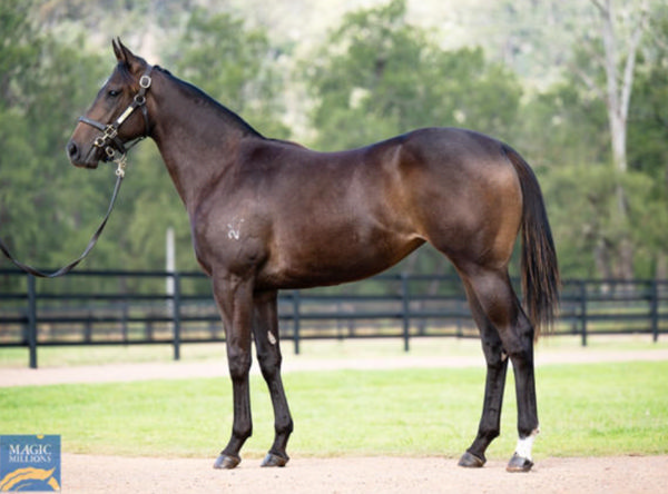 Bollinger Miss was a $150,000 Magic Millions purchase.