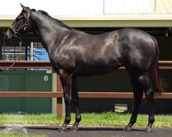 Boomnova a $110,000 Magic Millions March yearling
