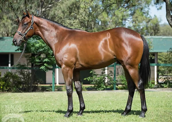 Bonaparte was a $360,000 Magic Millions yearling purchase