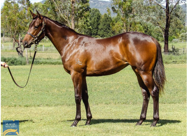 Bonita Queen was a $550,000 Magic Millions purchase.