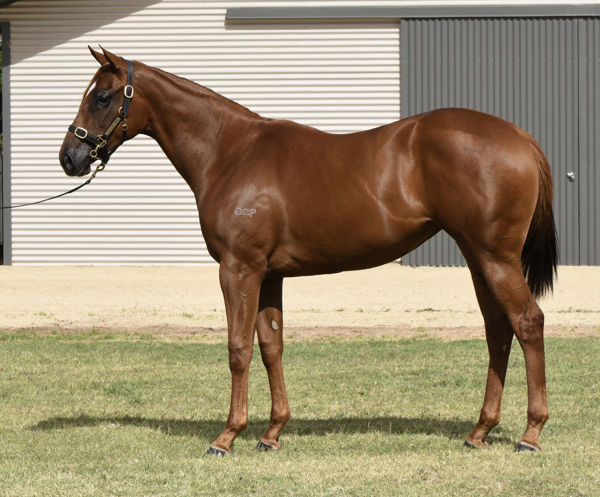 Boogie Dancer a $50,000 Inglis Premier Yearling