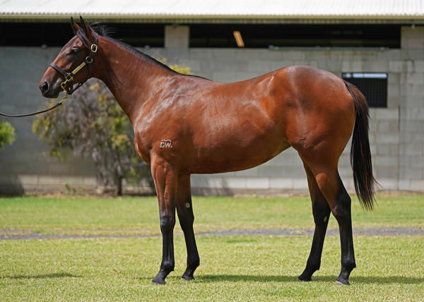 Boomelli was a $160,000 Magic Millions Book 2 purchase.