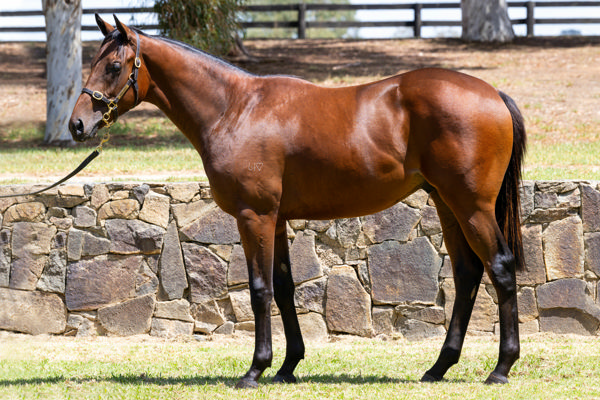 Bootlegger was passed in shy of his $125,000 reserve at the 2024 Inglis Premier yearling sale