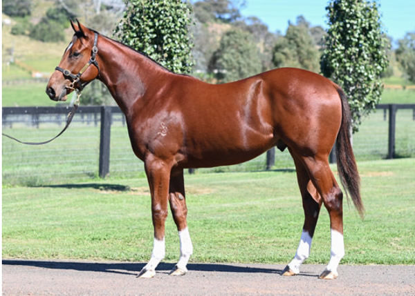 Boston Rocks was bred and sold by Segenhoe Stud. 