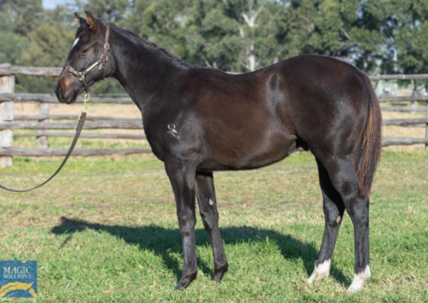 Brave Halo was a $135,000 Magic Millions National Weanling Sale purchase.