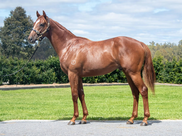 Well bought! Brave Monarch was a $20,000 Inglis Classic purchase.