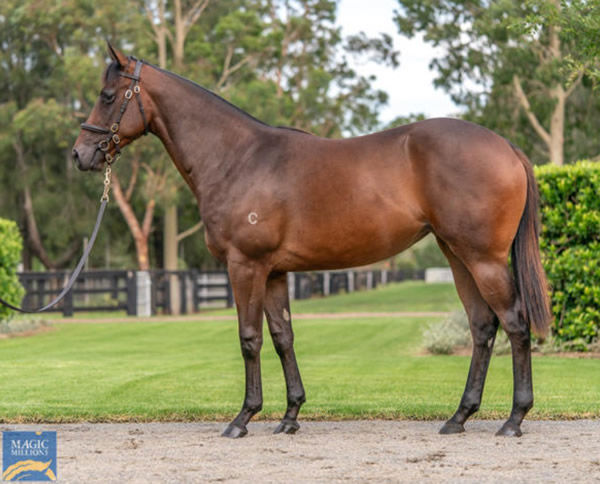 A $600,000 Magic Millions purchase for Te Akau boss David Ellis is Bright Blue Sky.