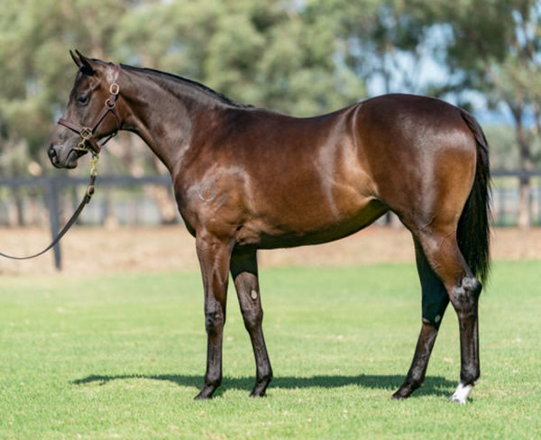 Bronco Revolution was a $35,000 Inglis Classic purchase.