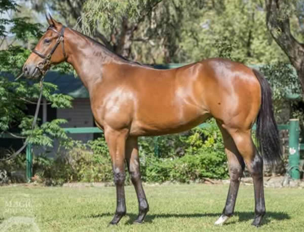 Brookspire a $300,000 Magic Millions Yearling