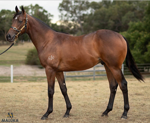 Lot 287 - Brutal colt from terrific producer Baby Corn.