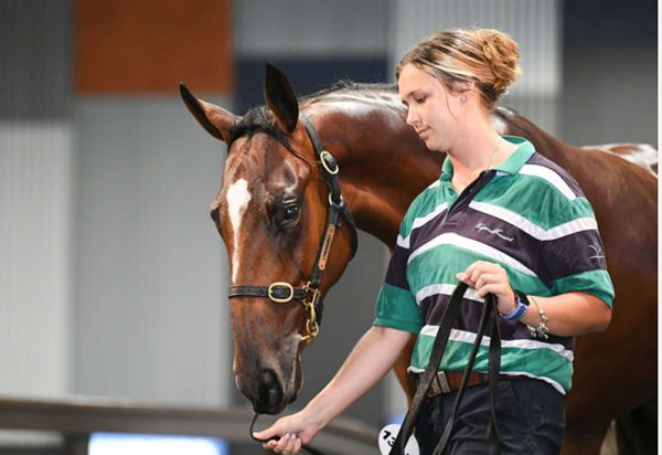 $195,000 Better Than Ready filly from Rockette Rocket - image Magic Millions.