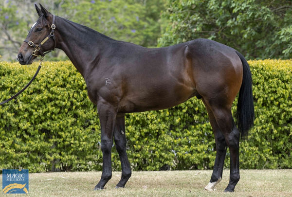 This Better Than Ready colt sold for $530,000 at Magic Millions this year.