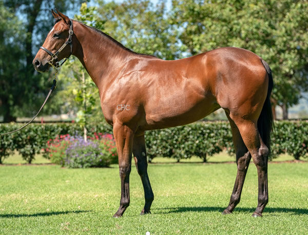 Bundchen was a $400,000 Inglis Easter purchase.