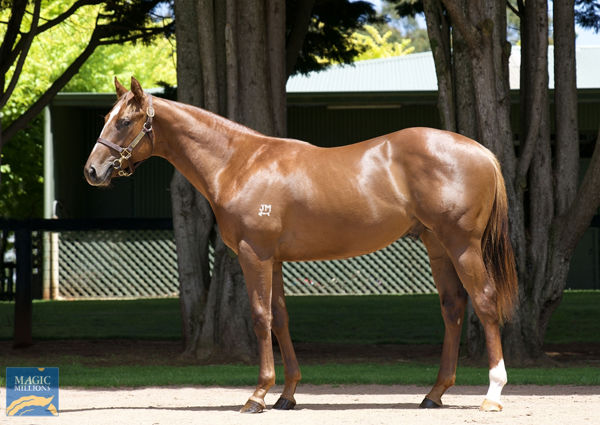 Butch Cassidy a $750,000 Magic Millions yearling
