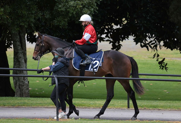 Lot 12 was purchased by Tony McEvoy out of Phoenix Park’s draft for $330,000. Photo: Stephen Barker