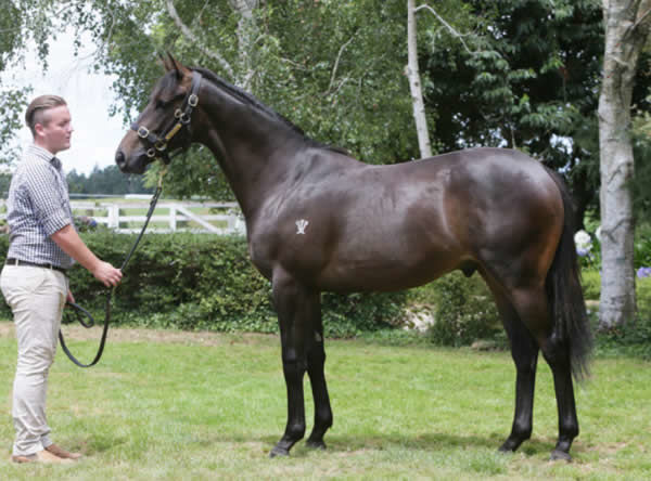 Lot 110 - Brazen Beau colt from Shenandoah, click to see his page and parade.