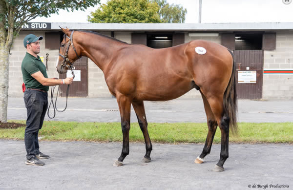 The most expensive yearling by Camelot ever sold. 