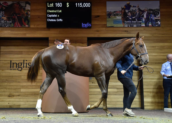 $115,000 Capitalist colt from Chateau Griffo.
