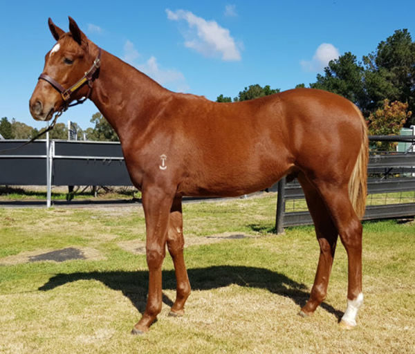Tamac Stud Farm sold this Capitalist weanling colt in Sydney for $190,000.