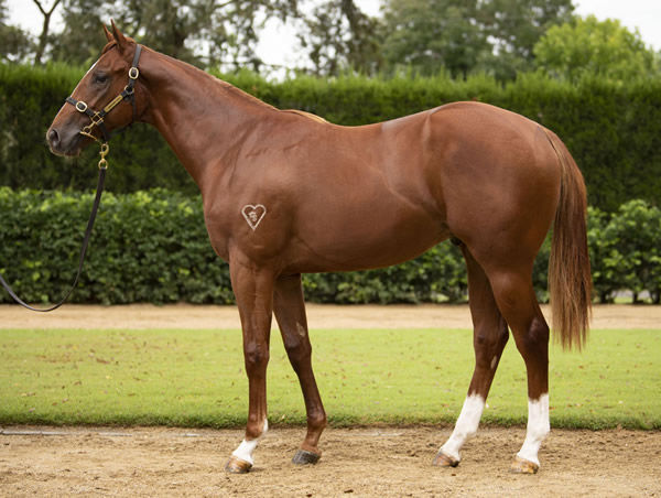 The half-brother to Home Affairs, Wilbury as a yearling.