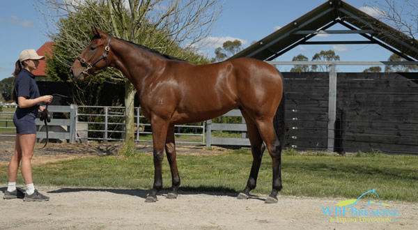 Capitalist colt from Sundarbans, click to see his page.