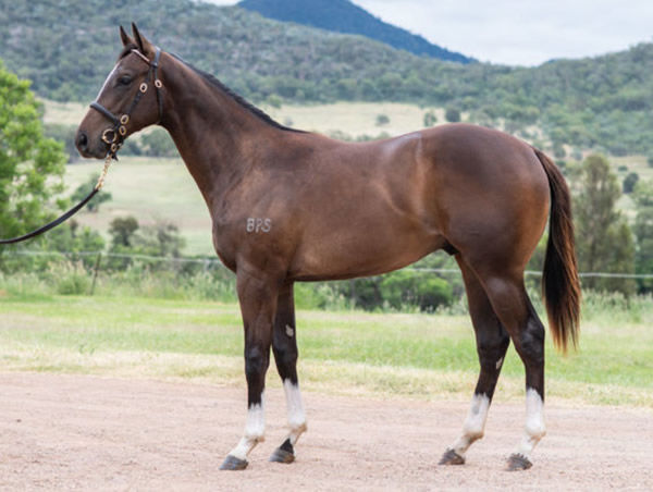 $180,000 Churchill (IRE) colt from Dixie Chick.