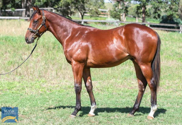 $250,000 Churchill (IRE) colt from Heavens Touch