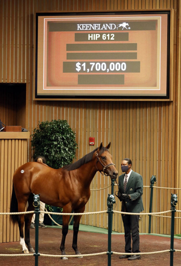 Sale-topper , this $1.7million colt by City of Light.