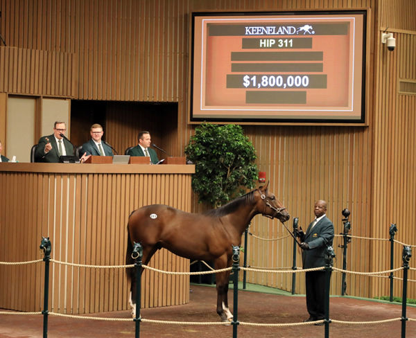 Top lot on Tuesday was this $1.8million colt by Constitution - Keeneland Photo