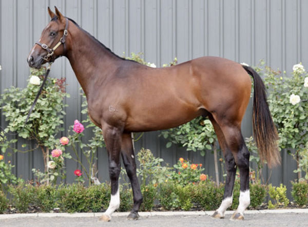Deep Field colt from Alderney as a yearling.